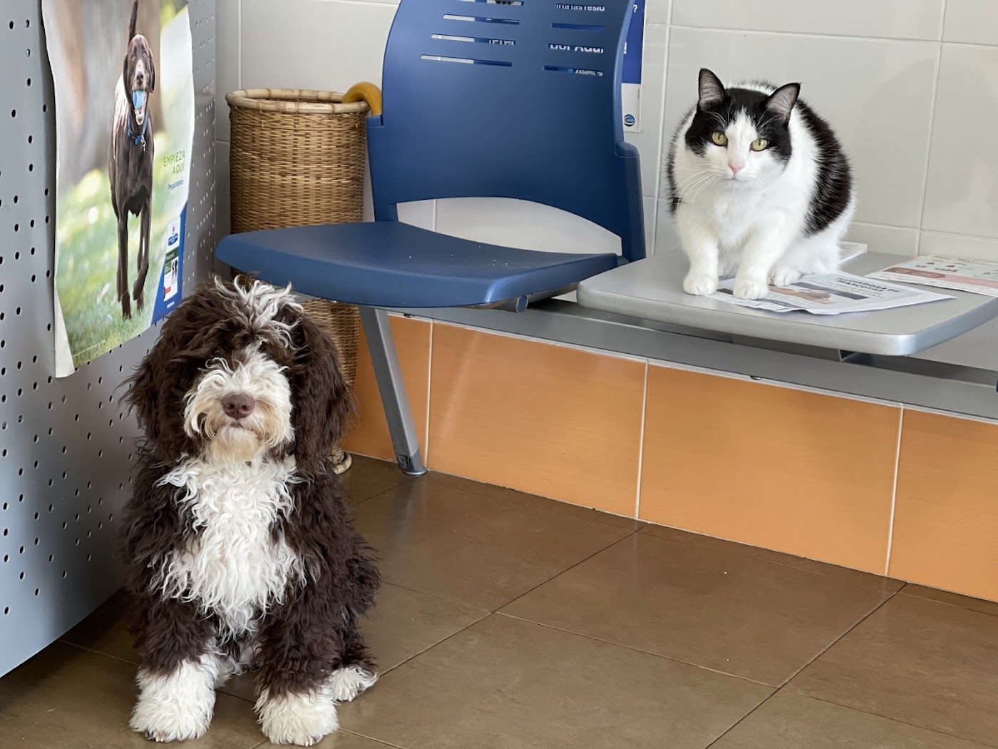 Sala de espera de Poblavet Clínica Veterinaria, con un perro y un gato esperando su consulta